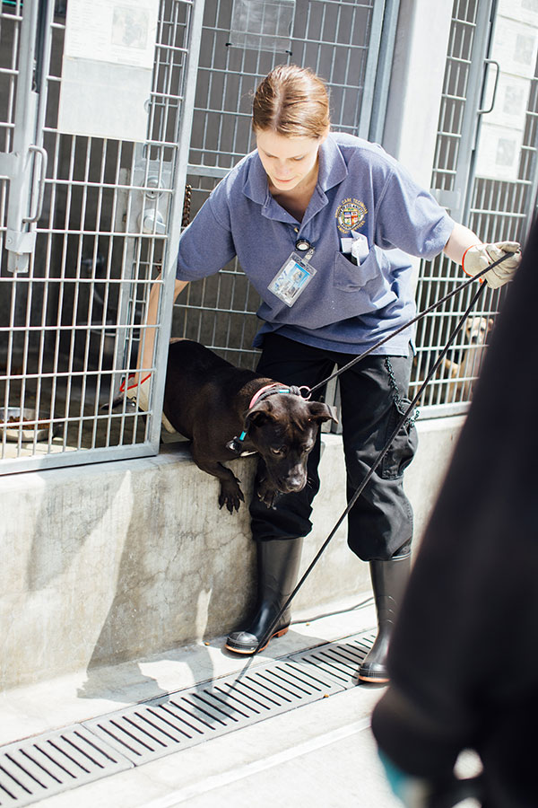 This Pit Bull mix was the sweetest little girl.