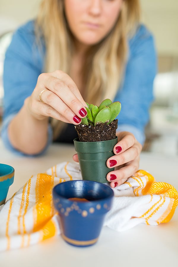 Planting succulents in DIY painted pots