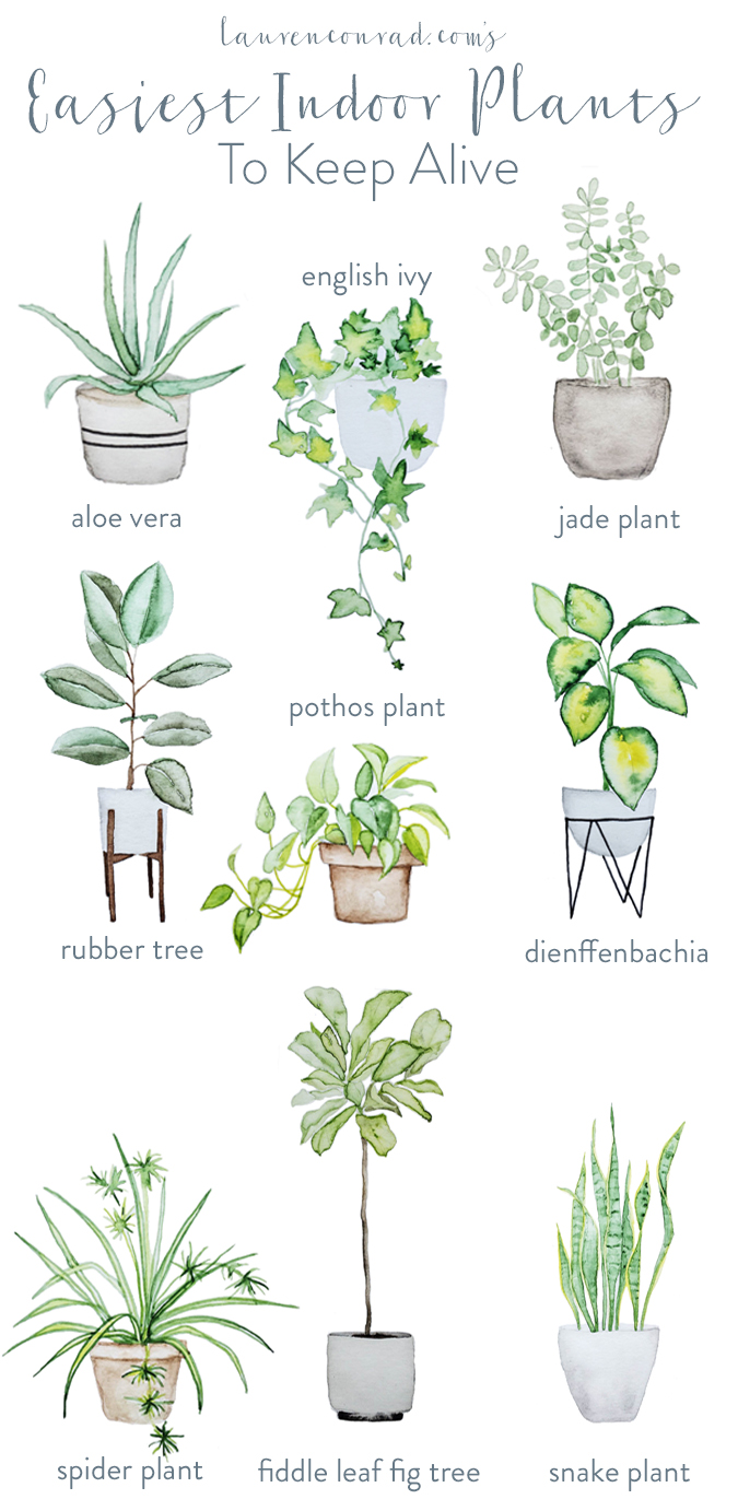 Green Thumb: The Easiest Houseplants to Keep Alive - Lauren Conrad