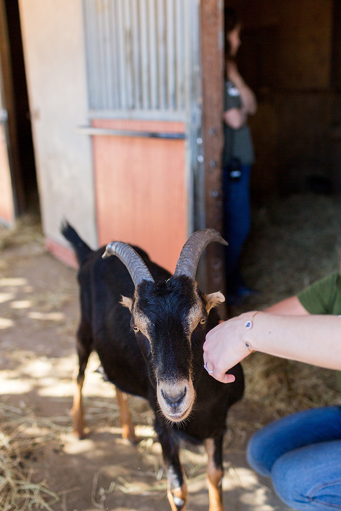 see all the fun and furry friends Team LC met at Farm Sanctuary