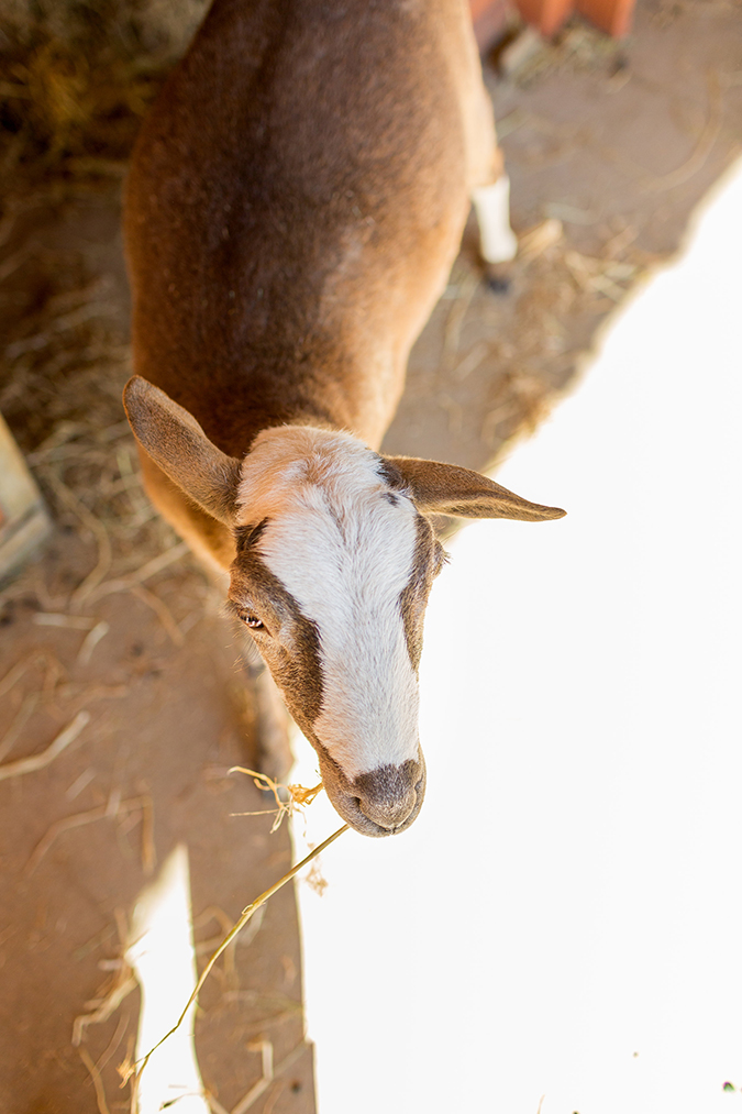 the fun friends Team LC met at Farm Sanctuary