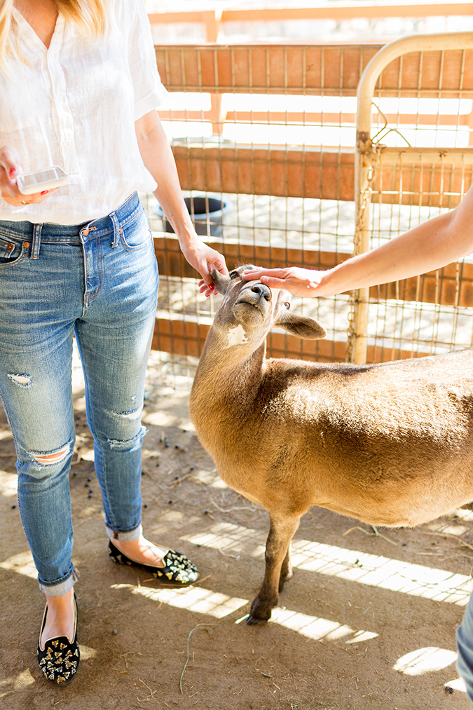 see the animals Team LC got to meet at Farm Sanctuary