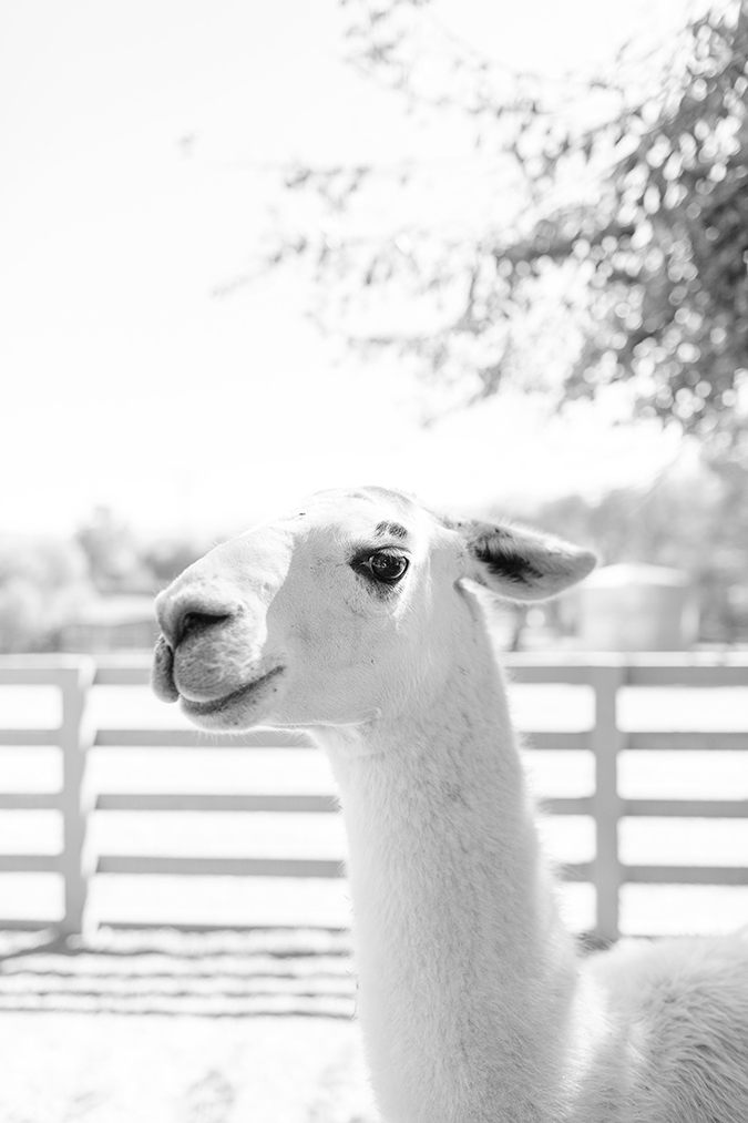 our llama friend Yoda, at Farm Sanctuary