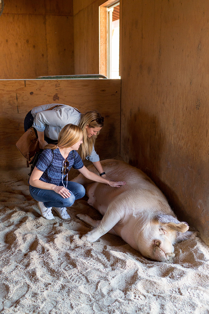 see the animals Team LC met at Farm Sanctuary