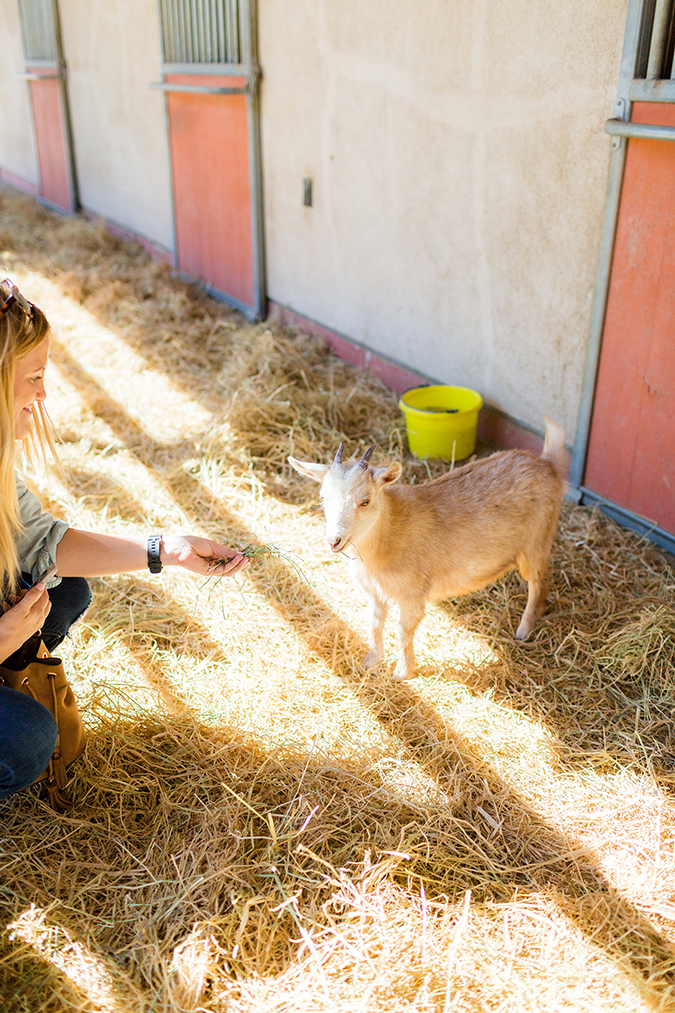 Learn more about the rescued animals at Farm Sanctuary