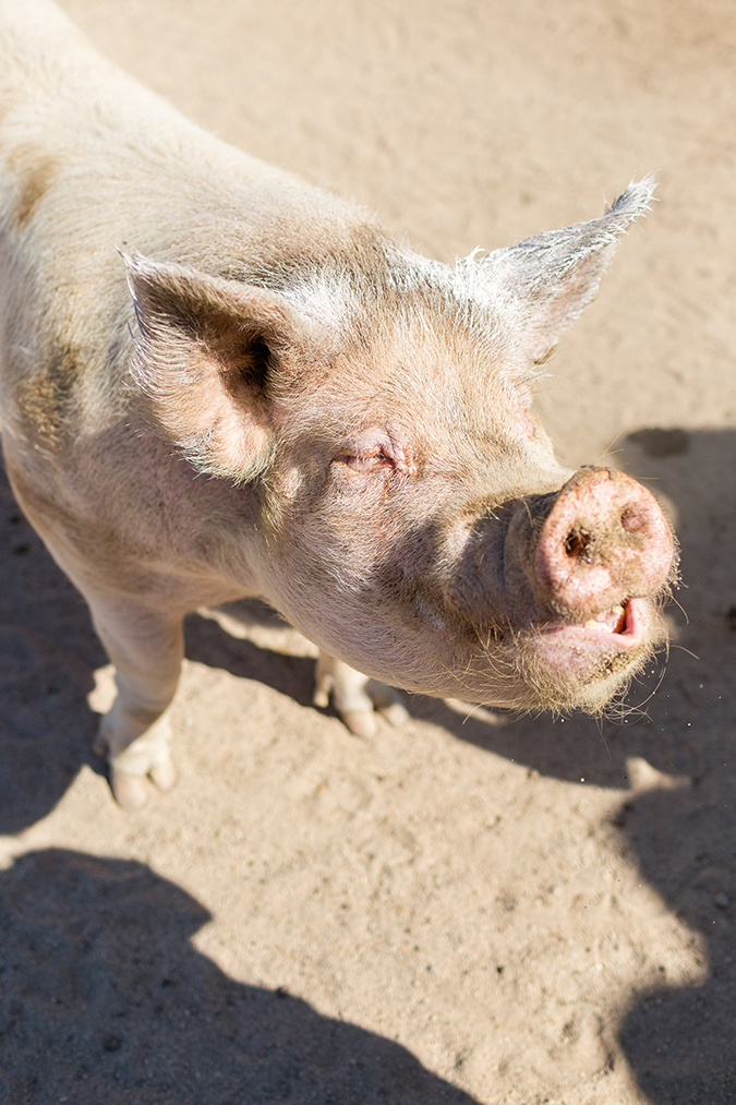 see the cute furry friends Team LC met at Farm Sanctuary