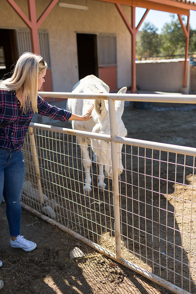 See photos from Team LC's visit to Farm Sanctuary