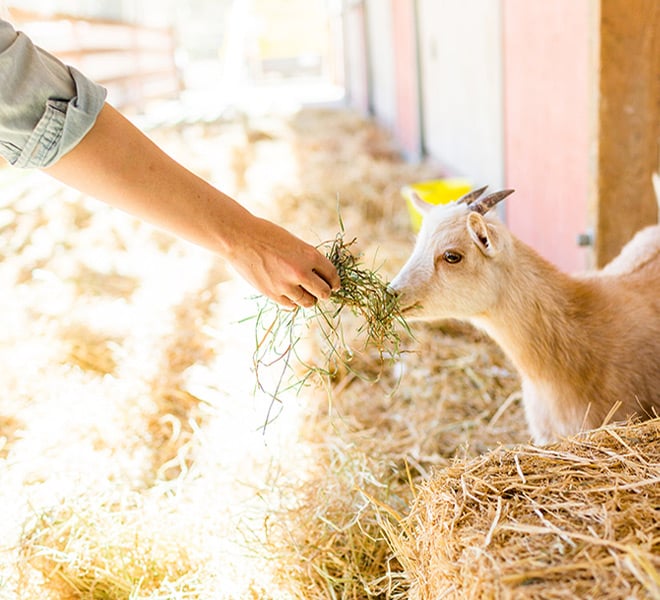 Photo Diary: Our Day at Farm Sanctuary