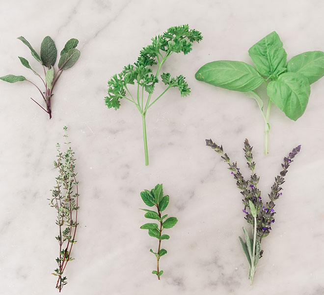 Green Thumb: How to Start an Herb Garden