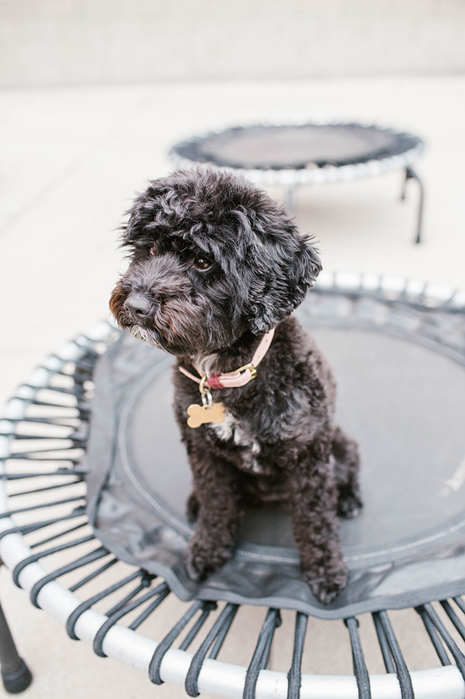 ...and the cutest trampoline pup