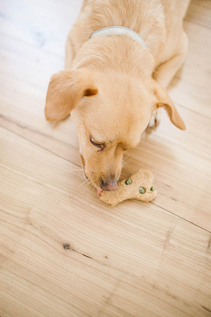 Homemade dog treat recipe via LaurenConrad.com