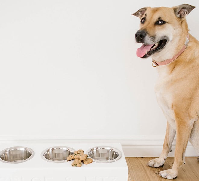 Puppy Love: How to Make Homemade Dog Treats