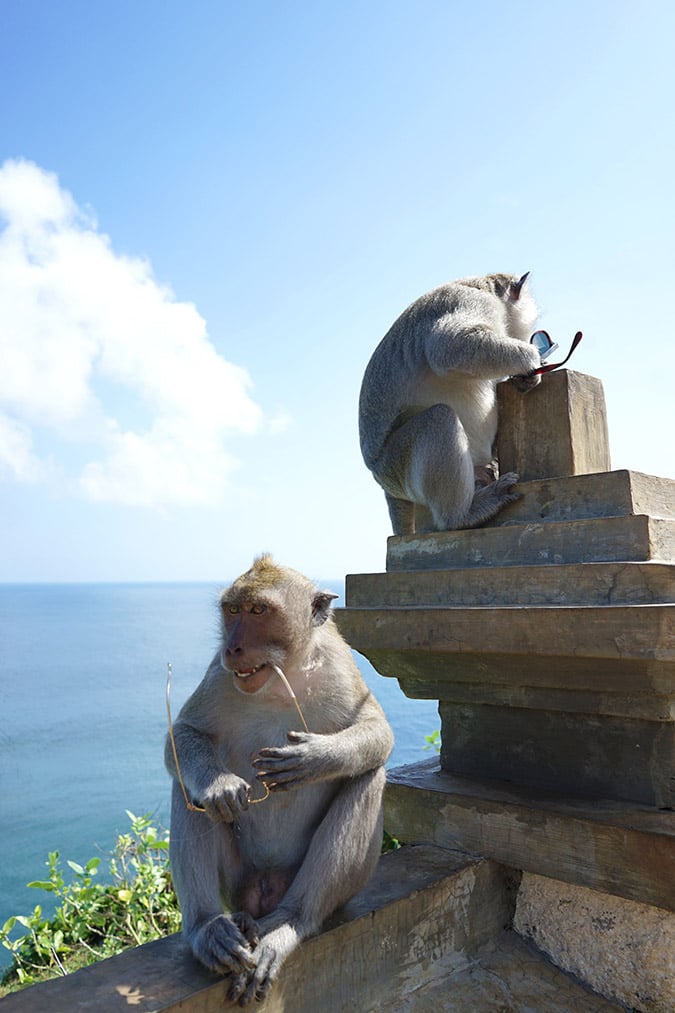 Monkeys at Uluwatu Temple, Bali