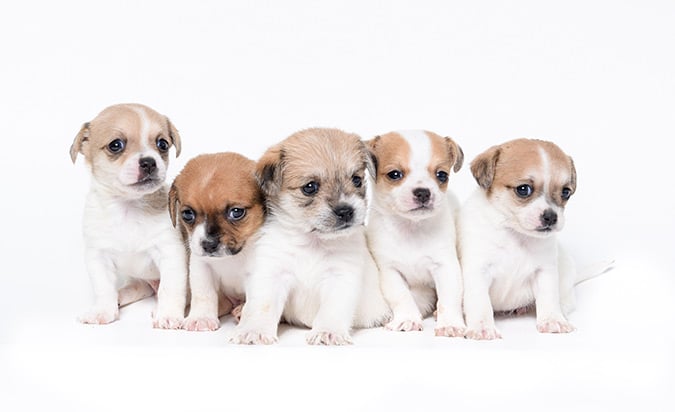 15 Photos of Puppies to Brighten Your Day