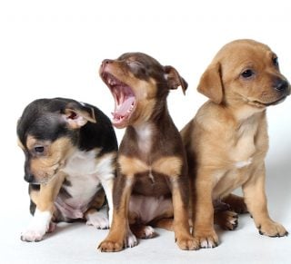 6 Dog Training Tips We Wish We Knew Sooner