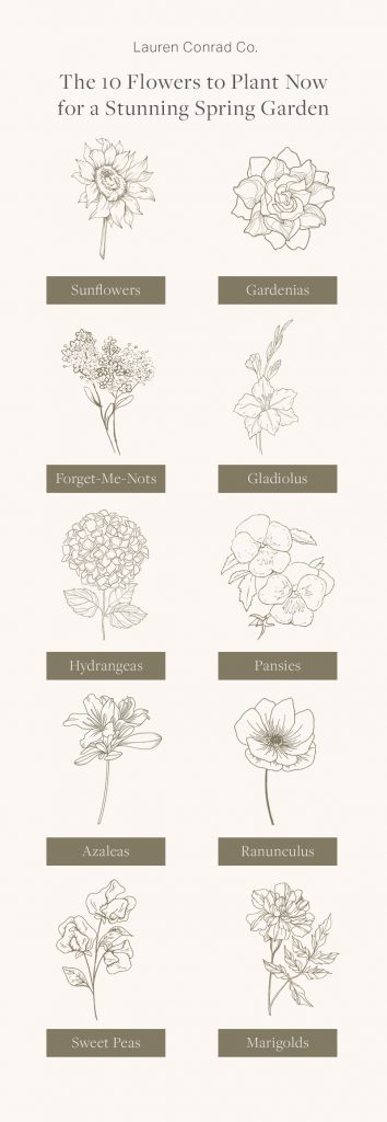 10 Flowers to Plant Now For a Stunning Spring Garden - Lauren Conrad