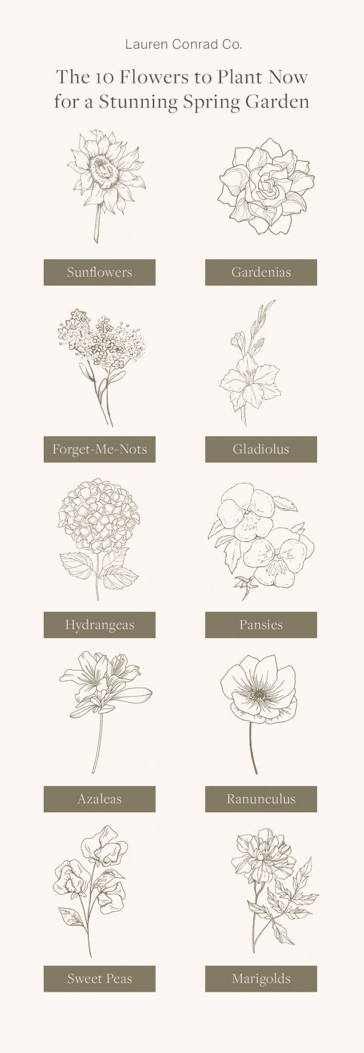 10 Flowers to Plant Now For a Stunning Spring Garden Lauren Conrad